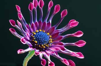 一键备份还原的在线DDOS平台攻击