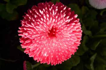 引领变革风向的网站攻击工具