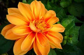 DDOS压力测试网页端