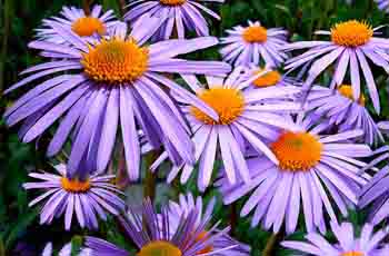 DDOS压力测试网页端